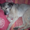 Photo de Vento, Berger Belge Malinois