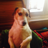 Photo de Djeckylou, Jack Russell Terrier
