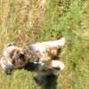 Photo de Scampi , Fox Terrier