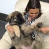 Photo de Orli, Leonberger