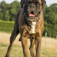 Photo de profil de Flint de la Cour des Pierres Levées