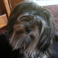 Photo de profil de Joy