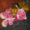 Photo de Balbo, Pinscher