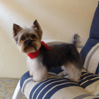 Photo de profil de VOYOU III
