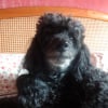 Photo de TOBIE