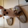 Photo de GUCCI, Chihuahua