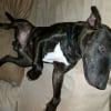 Photo de Ébène, Bull Terrier