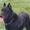 Photo de Hanabaa , Beauceron