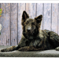 Photo de profil de ORKAN DES LEUS CHAPELLOIS