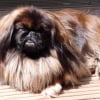 Photo de Reglisse