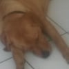 Photo de julian, Labrador Retriever