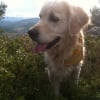 Photo de Maya, Golden Retriever