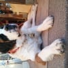 Photo de Milka , Saint-Bernard