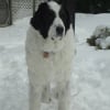 Photo de Molly, Chien de montagne des Pyrénées