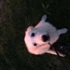 Photo de Jimbo, Golden Retriever