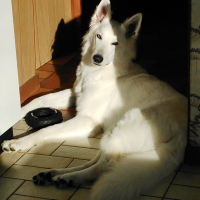 Photo de profil de Laika