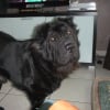 Photo de falco