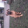 Photo de Otch, Bullmastiff