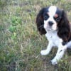 Photo de Jam, Cavalier King Charles Spaniel