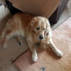 Photo de Askan, Golden Retriever