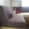 Photo de isia