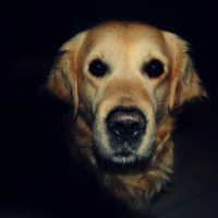 Photo de profil de Bandit