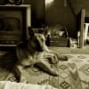 Photo de Gitane