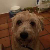 Photo de profil de Sintinella