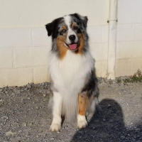 Photo de profil de Django de la bergerie d'argent