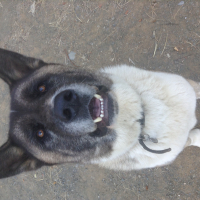 Photo de profil de Humour Noir de Ludsyga ( Dit : Joker) 