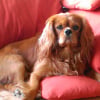 Photo de CHARLOT