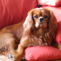Photo de profil de CHARLOT