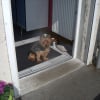 Photo de Bamby