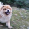 Photo de Simba, Chow Chow
