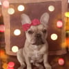 Photo de lady 