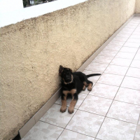 Photo de profil de fly des scorpions intrepides