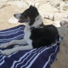 Photo de Febelle