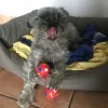 Photo de SIRANO, Schnauzer