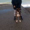 Photo de Horus, Boxer