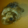 Photo de foxy