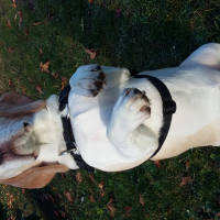 Photo de profil de Lipton 