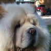 Photo de Baloo