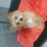 Photo de profil de Loggy 