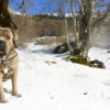 Photo de izac, Cane Corso