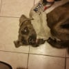 Photo de Lira , Cane Corso