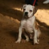 Photo de Isko, Bouledogue Américain