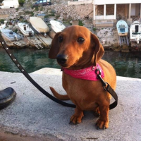 Photo de profil de cannelle