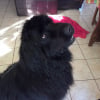 Photo de Elfy, Terre-Neuve