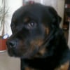 Photo de bouba
