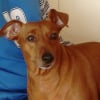 Photo de FLEUR, Pinscher